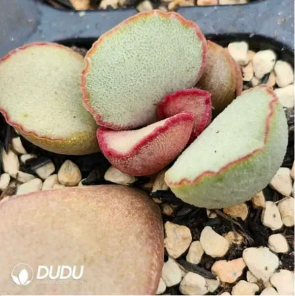 Adromischus Elsa - Image 1