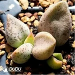 Adromischus 4X - Image 2
