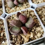 Adromischus Hammer Pork Liver