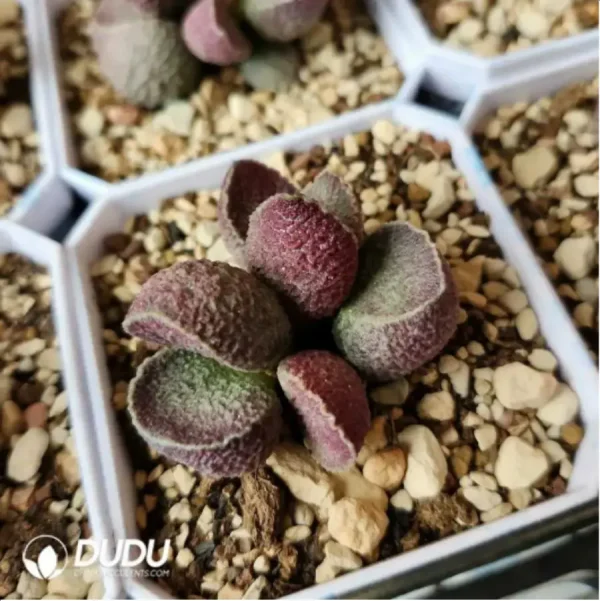 Adromischus Hammer Pork Liver - Image 1