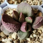 Adromischus Hammer Pork Liver - Image 2