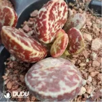 Adromischus Horse Egg