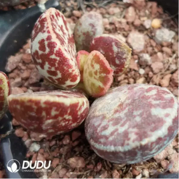 Adromischus Horse Egg - Image 2