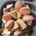 Adromischus Pink Abalone