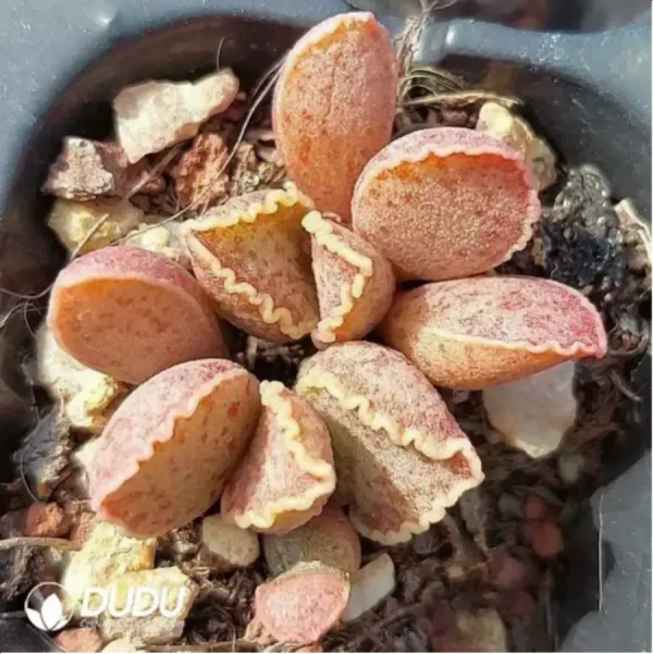 1756115924-1-1810.webp Adromischus Pink Abalone - Image 1