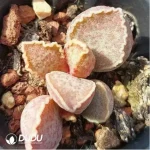 Adromischus Pink Abalone - Image 2
