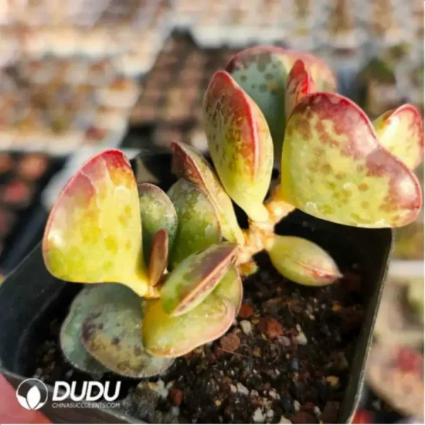 Adromischus Love Heart - Image 1