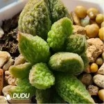 Adromischus Green Agate