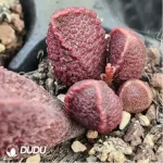 Adromischus German Pig Liver