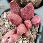 Adromischus German Pig Liver - Image 2