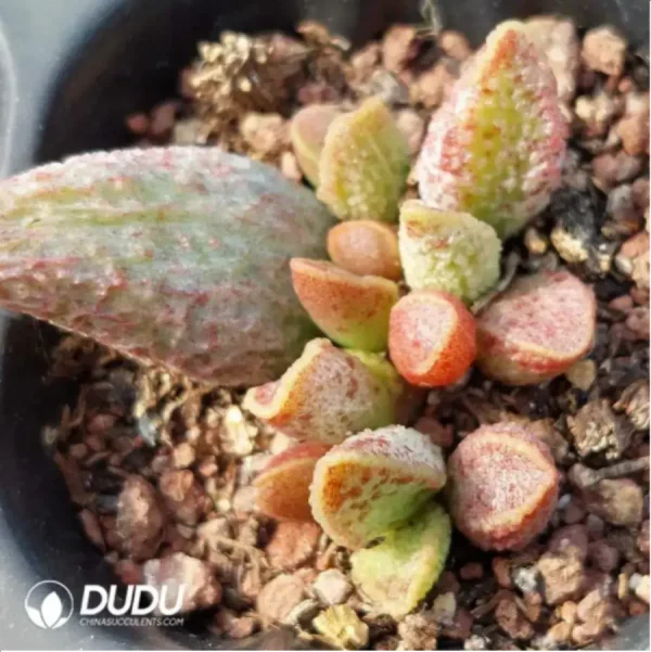 Adromischus Colorful Fairy - Image 1