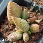Adromischus Colorful Fairy - Image 2