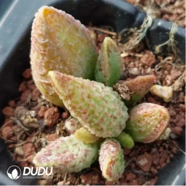 Adromischus Colorful Fairy - Image 2
