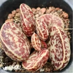Adromischus Purple Horse Egg