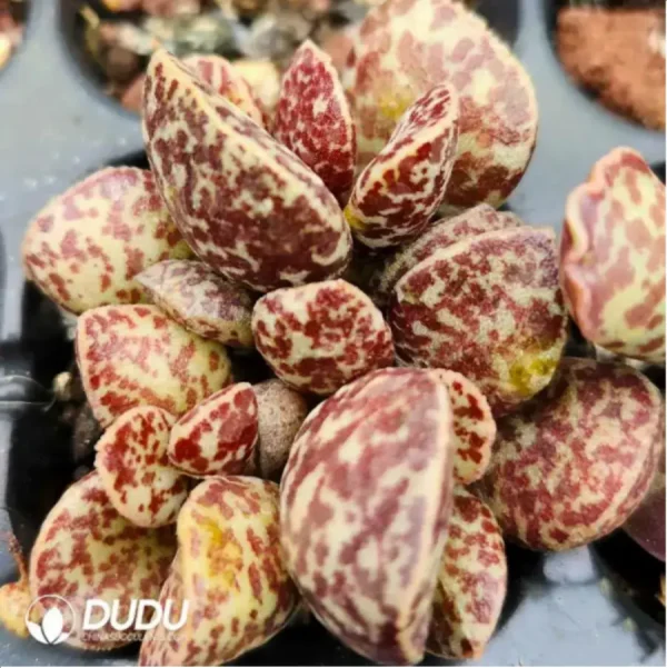 Adromischus Purple Horse Egg - Image 2