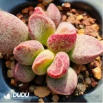 Adromischus AV
