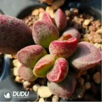 Adromischus AV - Image 2