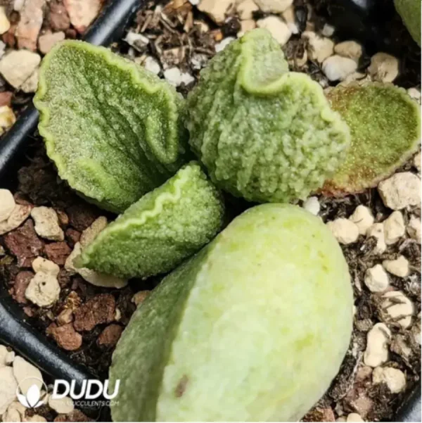 1756115939-1-1801.webp Adromischus Real Seedling Plant No.1 - Image 1