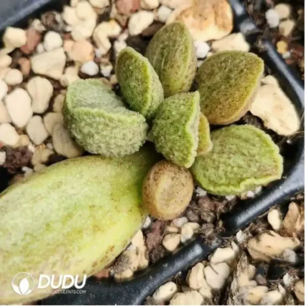 Adromischus Real Seedling Plant No.1 - Image 2