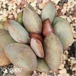 Adromischus Madiba Frosted Egg No.100