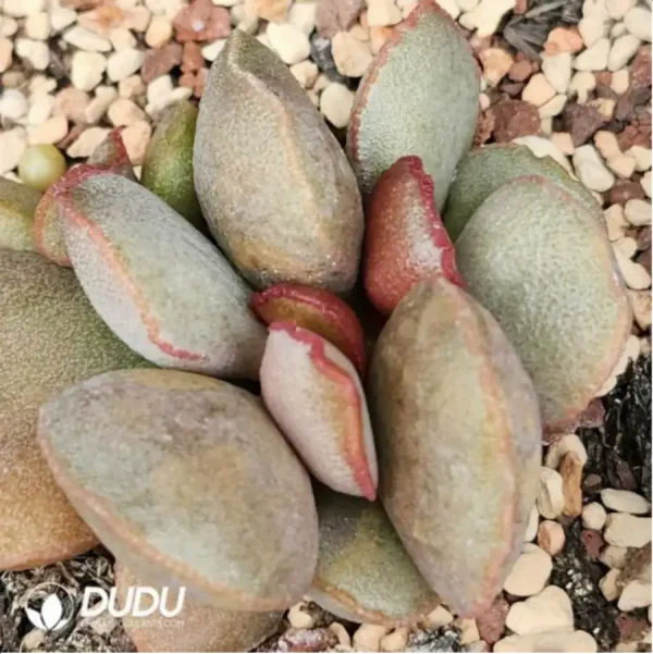 1756115941-1-1800.webp Adromischus Madiba Frosted Egg No.100 - Image 1