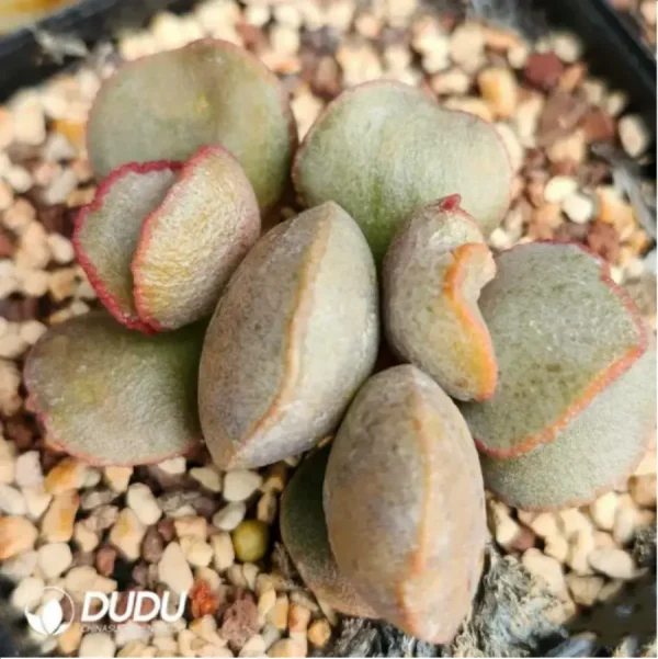 Adromischus Madiba Frosted Egg No.100 - Image 2