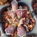 Adromischus Chocolate