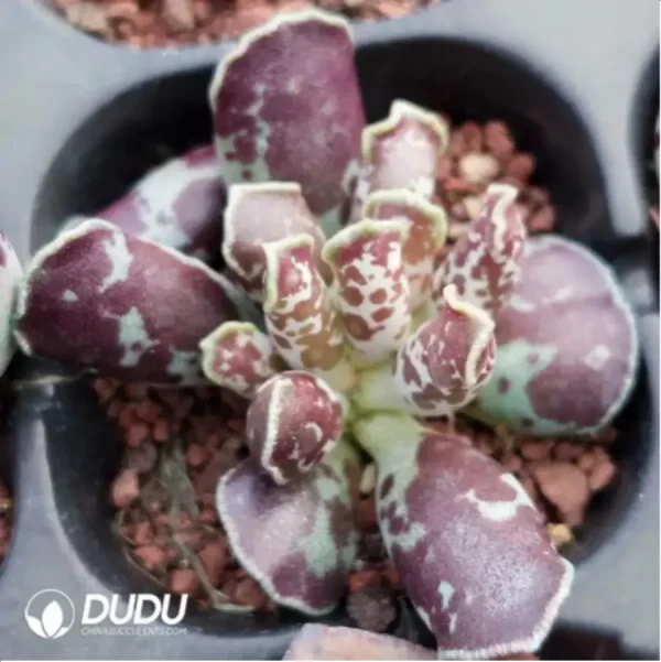 Adromischus Chocolate - Image 2