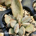 Adromischus Dragon Fruit