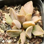 Adromischus Mango Pudding