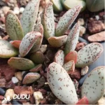 Adromischus Dragon Fruit - Image 2
