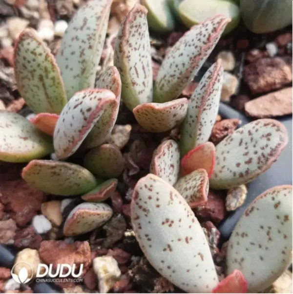 Adromischus Dragon Fruit - Image 2