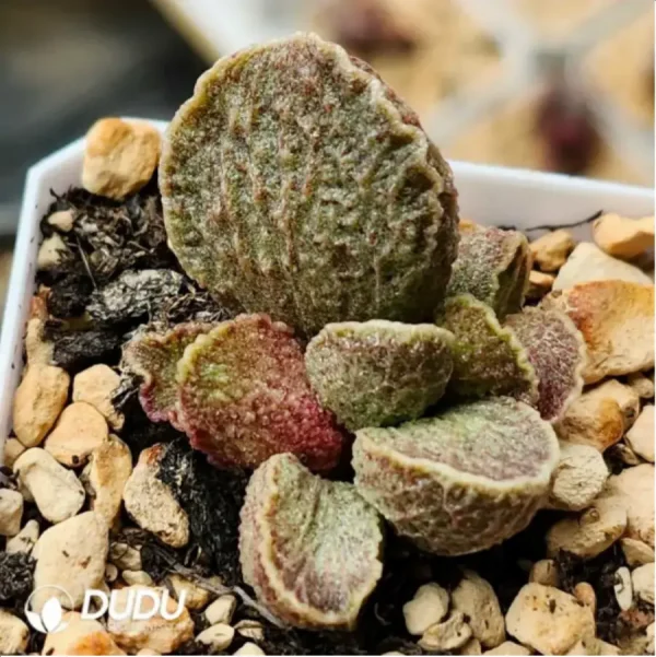 Adromischus Wine Red Pork Liver - Image 1