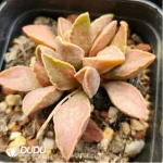 Adromischus Mango Pudding - Image 2