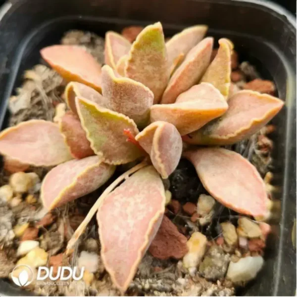 Adromischus Mango Pudding - Image 2