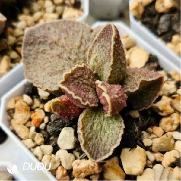 Adromischus Wine Red Pork Liver - Image 2