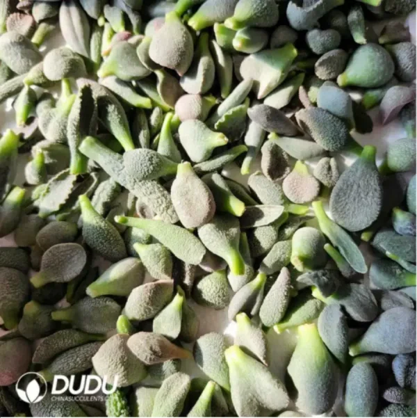 Adromischus Random 48 Varietal Leaves (Not Duplicated)b - Image 1