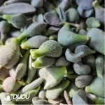Adromischus Random 48 Varietal Leaves (Not Duplicated)b - Image 2