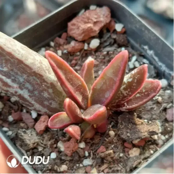 1756115952-1-1794.webp Adromischus Black Lange Leaf - Image 1