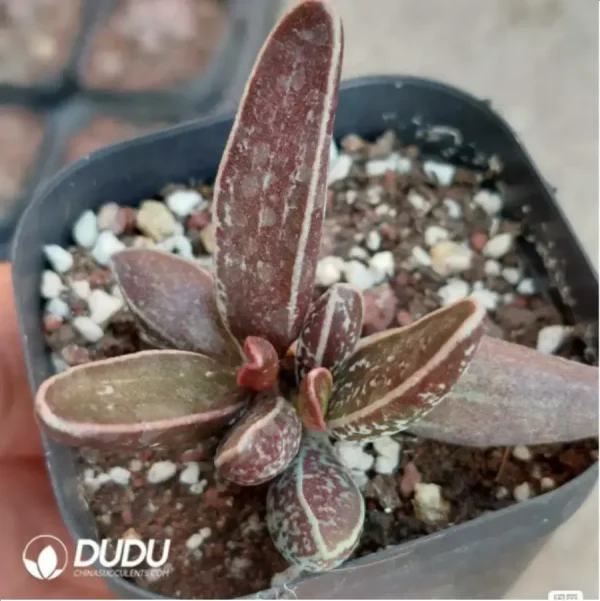 Adromischus Black Lange Leaf - Image 2