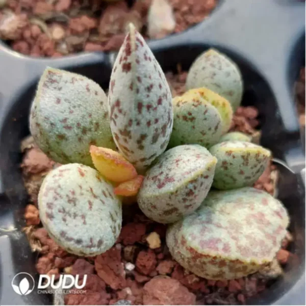 Adromischus White Martin - Image 1