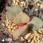 Adromischus No.900