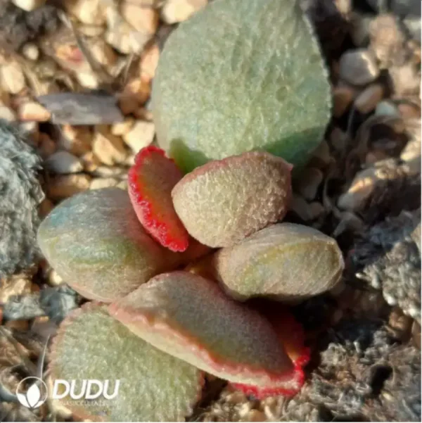 Adromischus No.900 - Image 2