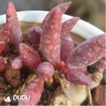 Adromischus Marianae Red Mutation