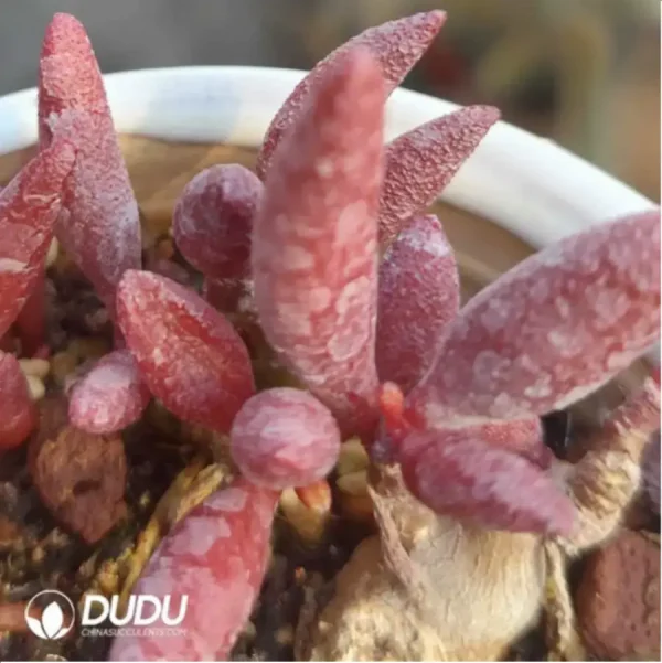 Adromischus Marianae Red Mutation - Image 1