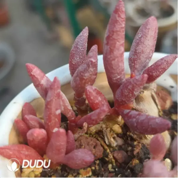 Adromischus Marianae Red Mutation - Image 2
