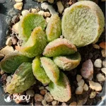 Adromischus Sliver Princess