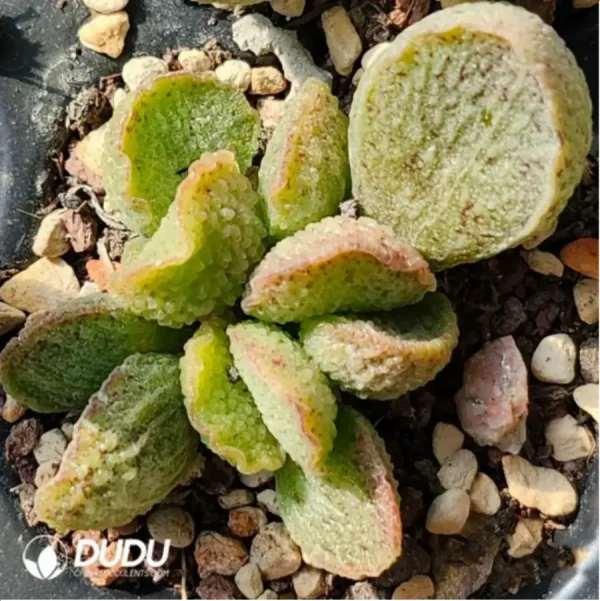 1756115959-1-1789.webp Adromischus Sliver Princess - Image 1