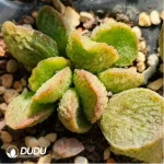 Adromischus Sliver Princess - Image 2