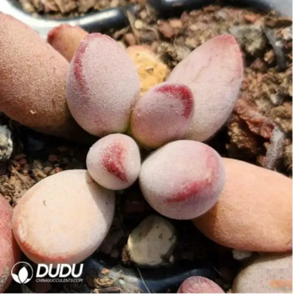 Adromischus Kubusensis Hybrid - Image 1